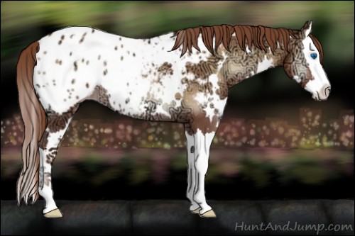 Horse Color:White Spotted Red Onyx Ice Splash Appaloosa 