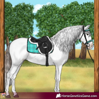 Horse Color:Brown Sabino Splash Varnish  and White Spotted Brown Sabino Splash Varnish 