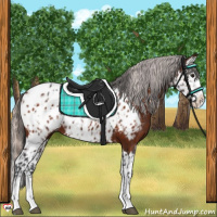 Horse Color:Brown Sabino Splash Appaloosa  and Silver Bay Sabino Splash Appaloosa 
