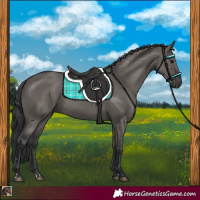 Horse Color:Grullo 