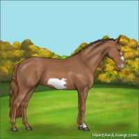 Horse Color:Chestnut Frame