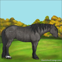 Horse Color:Grullo  and Grullo 
