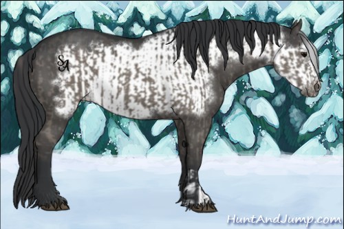 Horse Color:Grullo  and Grullo Frame 