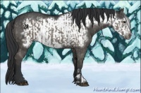 Horse Color:Grullo  and Grullo Frame 