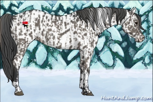 Horse Color:Grullo  and Grullo Appaloosa 