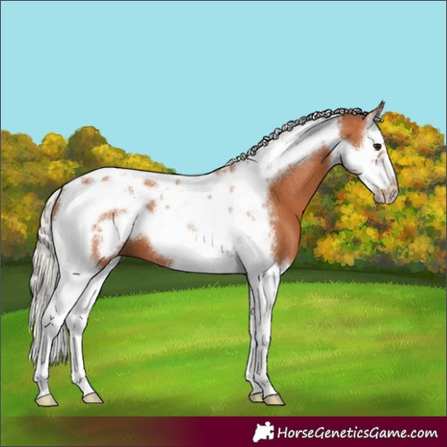Horse Color:Silver Bay Splash Tobiano Frame 