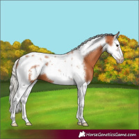 Horse Color:Silver Bay Splash Tobiano Frame