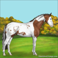 Horse Color:Bay Splash Tobiano Appaloosa 