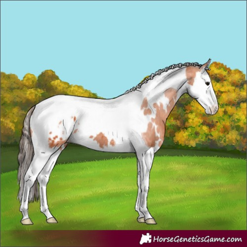 Horse Color:White Spotted Bay Splash Tobiano Appaloosa 