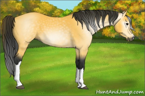 Horse Color:Gray Buckskin 