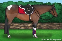 Horse Color:Bay Tobiano 