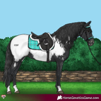 Horse Color:Black Appaloosa