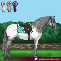 Horse Color:Black Appaloosa