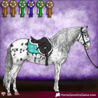 Horse Color:Black Appaloosa