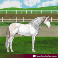 Horse Color:Smoky Creme Dun and Grullo Leopard