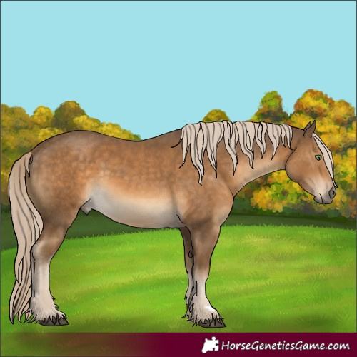 Horse Color:Chocolate Palomino 