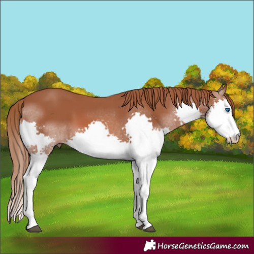 Horse Color:Chestnut Splash 