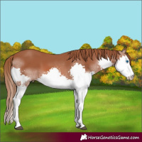 Horse Color:Chestnut Splash 