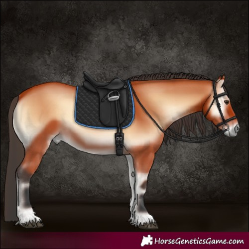 Horse Color:Bay Onyx 