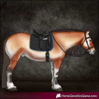 Horse Color:Bay Onyx