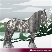 Horse Color:Grullo  and Grullo Appaloosa 