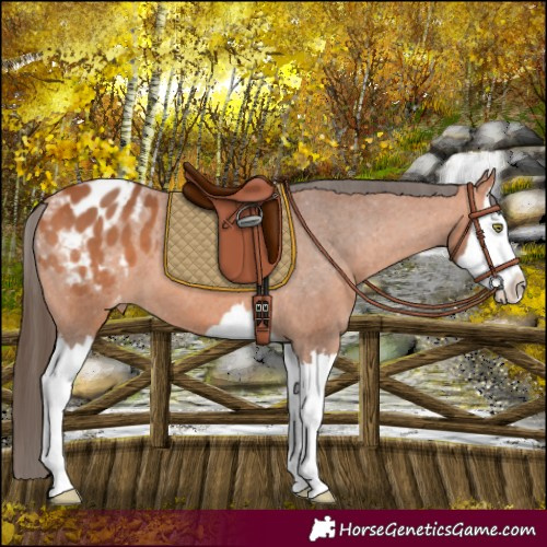 Horse Color:Bay Splash Appaloosa 