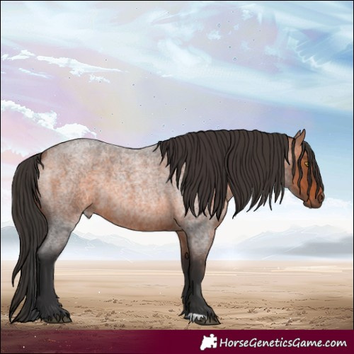 Horse Color:Bay Roan 