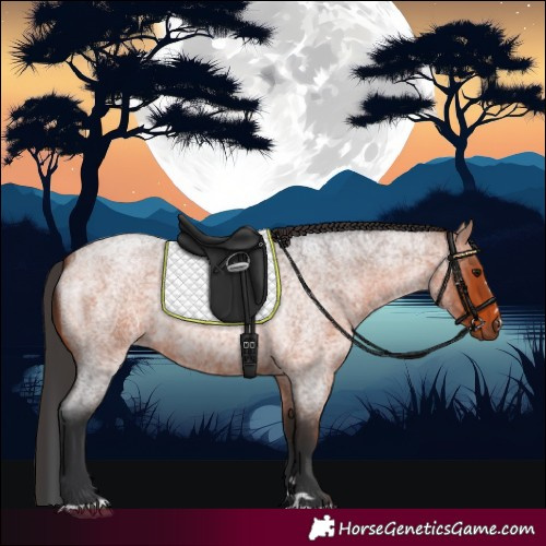 Horse Color:Bay Roan 