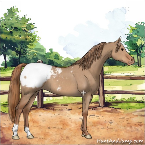 Horse Color:Red Dun Snowcap 
