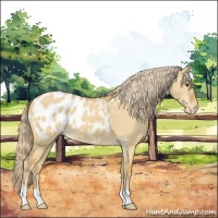Horse Color:Palomino Dun Appaloosa 