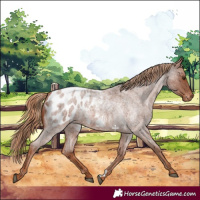 Horse Color:Red Roan Appaloosa 