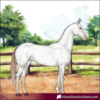 Horse Color:White Spotted Red Dun Roan Appaloosa 