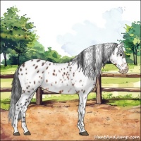 Horse Color:White Spotted Bay Appaloosa 