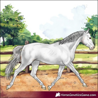 Horse Color:White Spotted Silver Bay Splash Appaloosa 