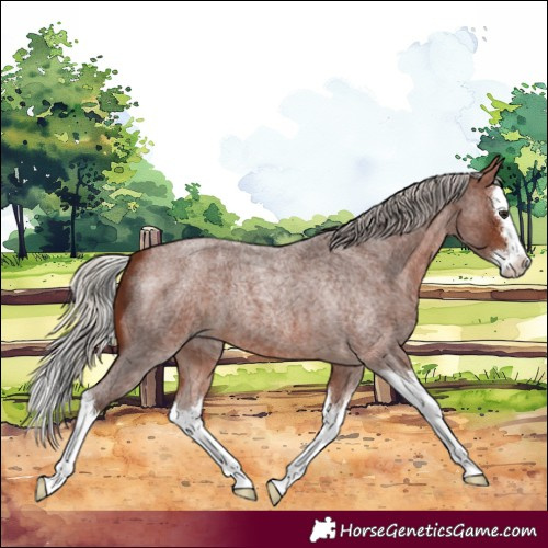 Horse Color:Silver Brown Roan Splash 