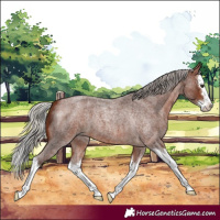 Horse Color:Silver Brown Roan Splash 