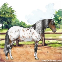 Horse Color:White Spotted Bay Appaloosa 