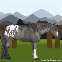 Horse Color:Grullo Appaloosa and Grullo Appaloosa