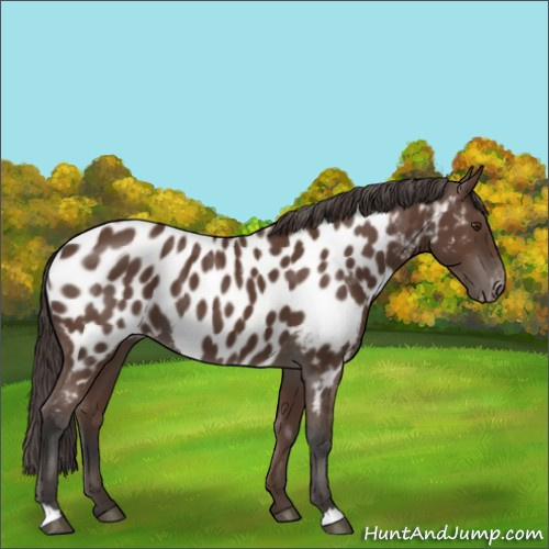 Horse Color:Bay Appaloosa 