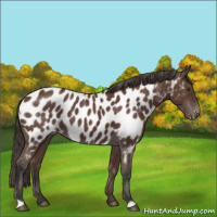 Horse Color:Bay Appaloosa 