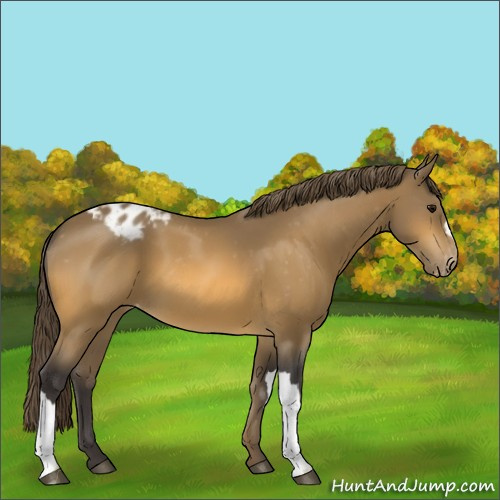 Horse Color:Buckskin Appaloosa