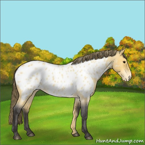 Horse Color:Buckskin Roan Near Leopard