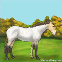 Horse Color:Buckskin Roan Near Leopard