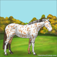 Horse Color:Buckskin Appaloosa 
