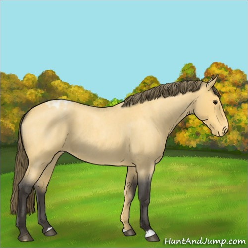 Horse Color:Buckskin Roan Appaloosa 