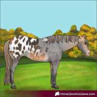 Horse Color:Buckskin Appaloosa 
