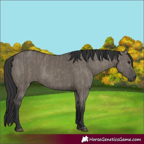 Horse Color:Smoky Grullo and Grullo