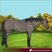 Horse Color:Smoky Grullo  and Grullo 