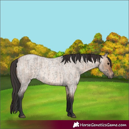 Horse Color:Grullo Roan  and Bay Roan Dun 