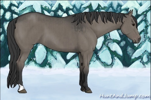 Horse Color:Grullo and Grullo